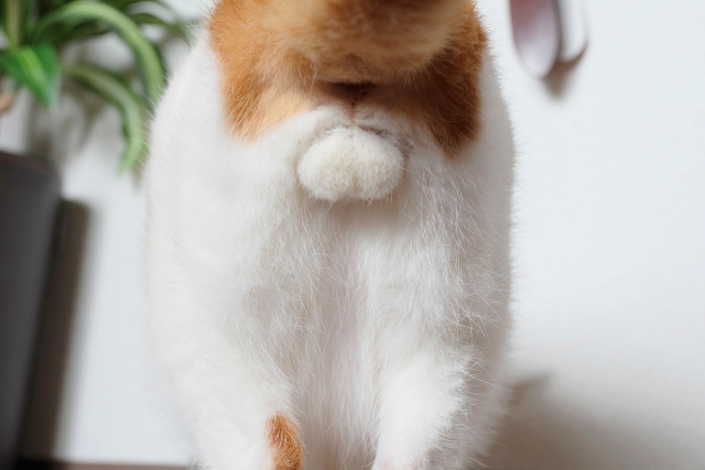 にゃんたますこっと